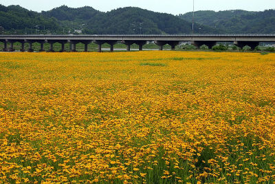 Yellow Flowers in South Korea