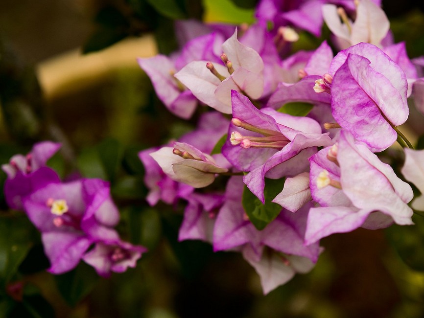 三角梅又名九重葛、三叶梅、毛宝巾、簕杜鹃、三角花等，双子叶植物纲 ，石竹目，紫茉莉科 ，叶子花属。