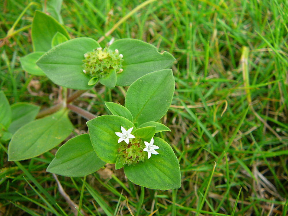 墨苜蓿 Richardia scabra，茜草科 墨苜蓿属。原产热带美洲，80年代传入。跟苜蓿八竿子打不着关系的小东西，一脸无辜地仰头趴在珠海的宿舍楼下、田径场上。