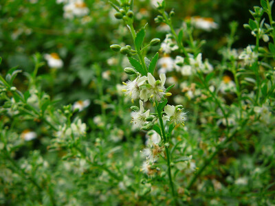 野甘草 Scoparia dulcis ，玄参科 野甘草属。