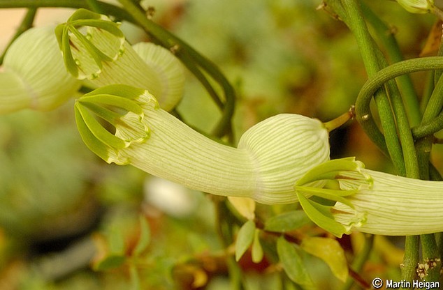 萝藦科吊灯花属 Ceropegia ampliata