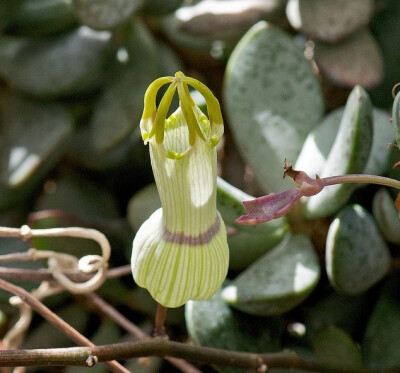 萝藦科吊灯花属 Ceropegia ampliata