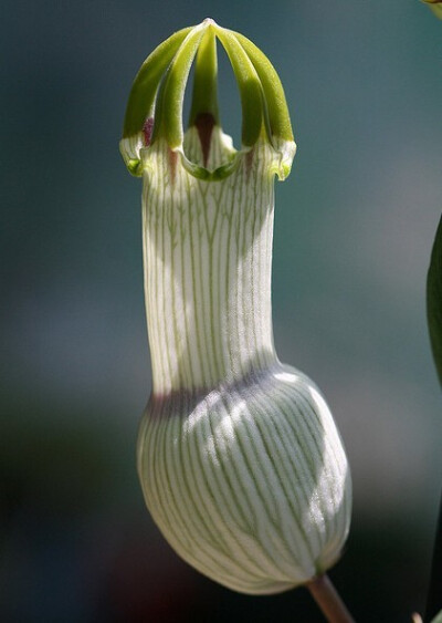 萝藦科吊灯花属 Ceropegia ampliata