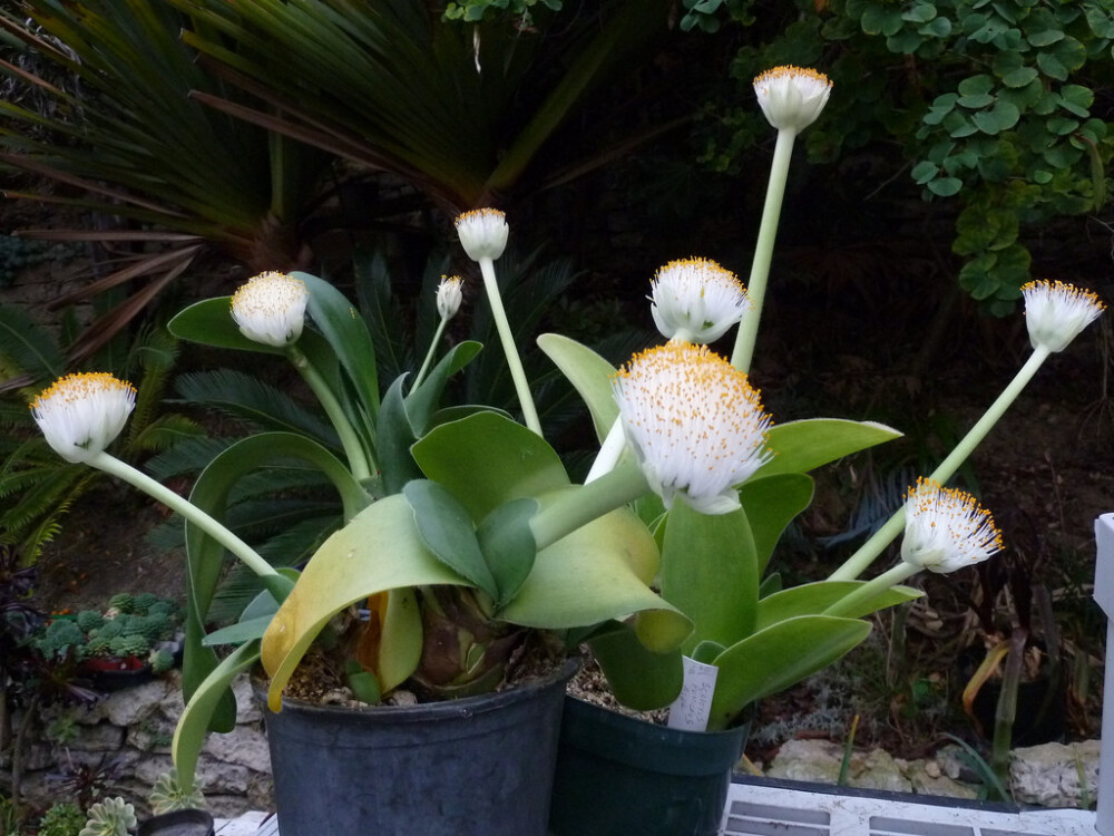 Haemanthus albiflos 。虎耳兰。