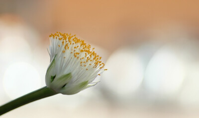 Haemanthus albiflos 。虎耳兰。