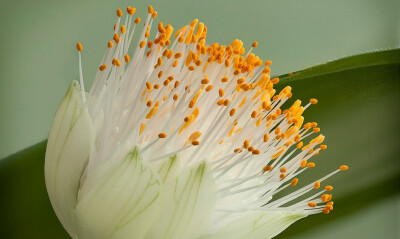 Haemanthus albiflos 。虎耳兰。