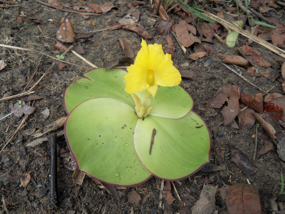 Costus spectabilis。奇丽闭鞘姜。