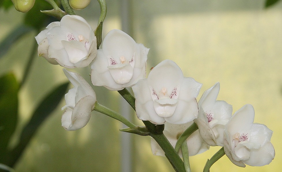 peristeriaelata鸽子兰