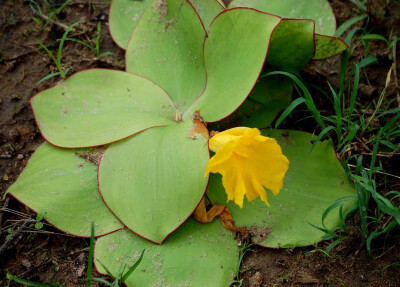 Costus spectabilis。奇丽闭鞘姜。