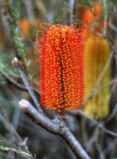 Banksia 山茂檻 (jian)