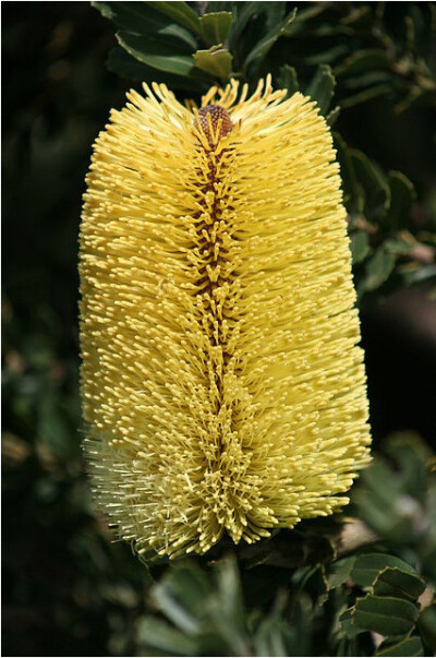 Banksia 山茂檻 (jian)