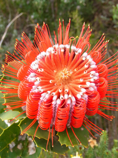 Banksia 山茂檻 (jian)