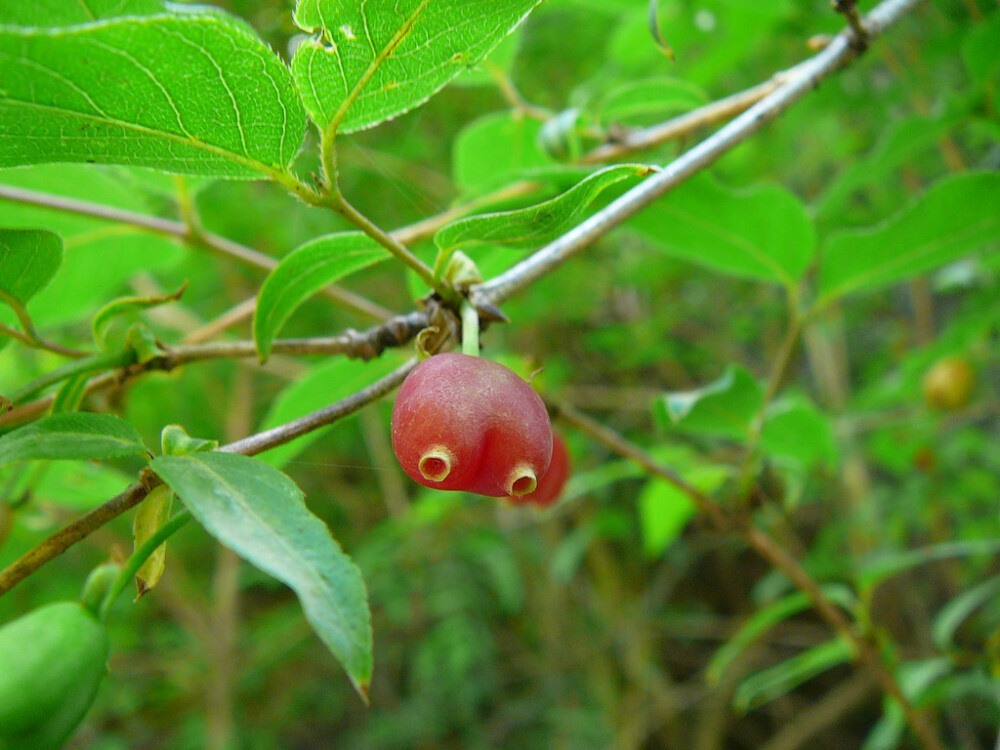 苦糖果 Lonicera fragrantissima subsp. standishii 忍冬科 忍冬属。