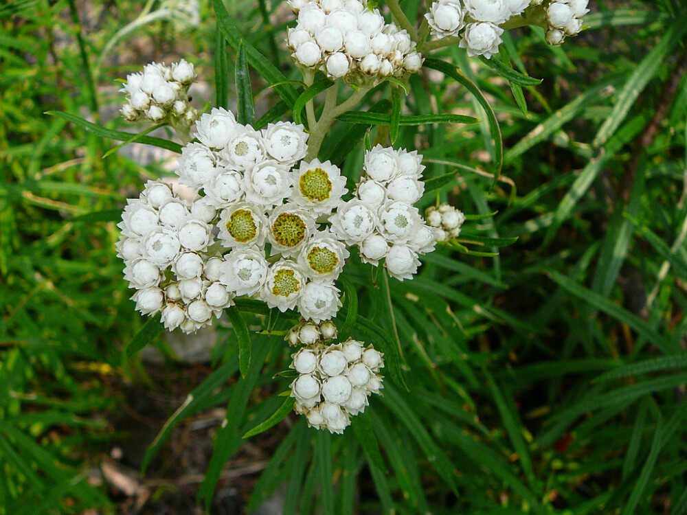 珠光香青 anaphalis margaritacea 菊科 香… - 堆糖