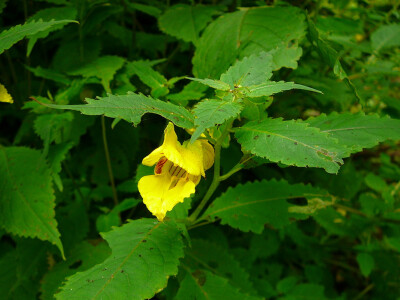 裂距凤仙花 Impatiens fissicornis 凤仙花科 凤仙花属