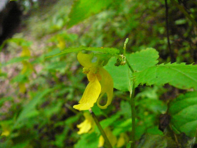 西固凤仙花 Impatiens notolophora ，凤仙花科 凤仙花属