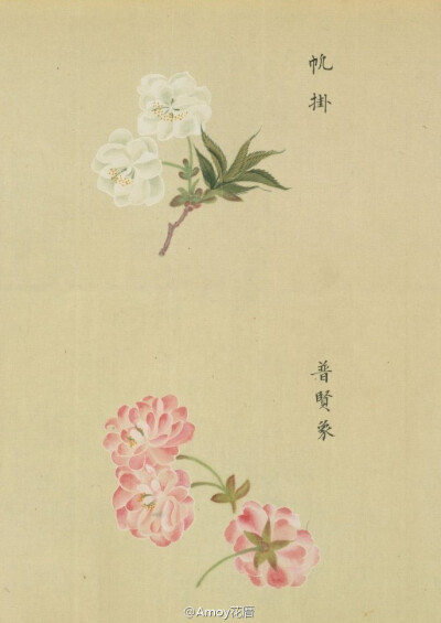 『[浴恩春秋両園]桜花譜』来自松平定信編・谷文晁原画 于1822年。是卷轴样式的樱花图谱，里面记录了约124种 不同类型的樱花，工笔的樱花图谱实在太美。图片来自日本国立国会图书馆的扫描件。