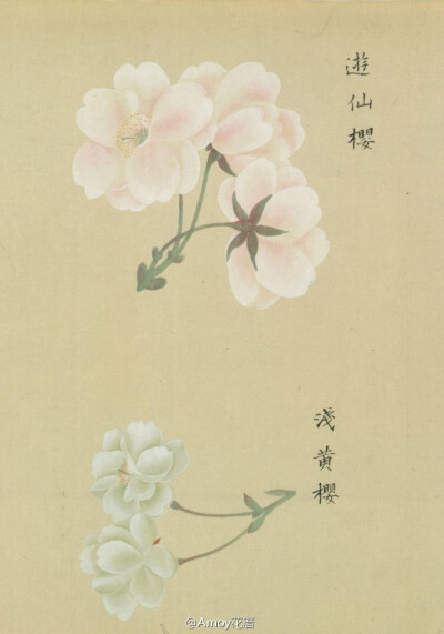 『[浴恩春秋両園]桜花譜』来自松平定信編・谷文晁原画 于1822年。是卷轴样式的樱花图谱，里面记录了约124种 不同类型的樱花，工笔的樱花图谱实在太美。图片来自日本国立国会图书馆的扫描件。