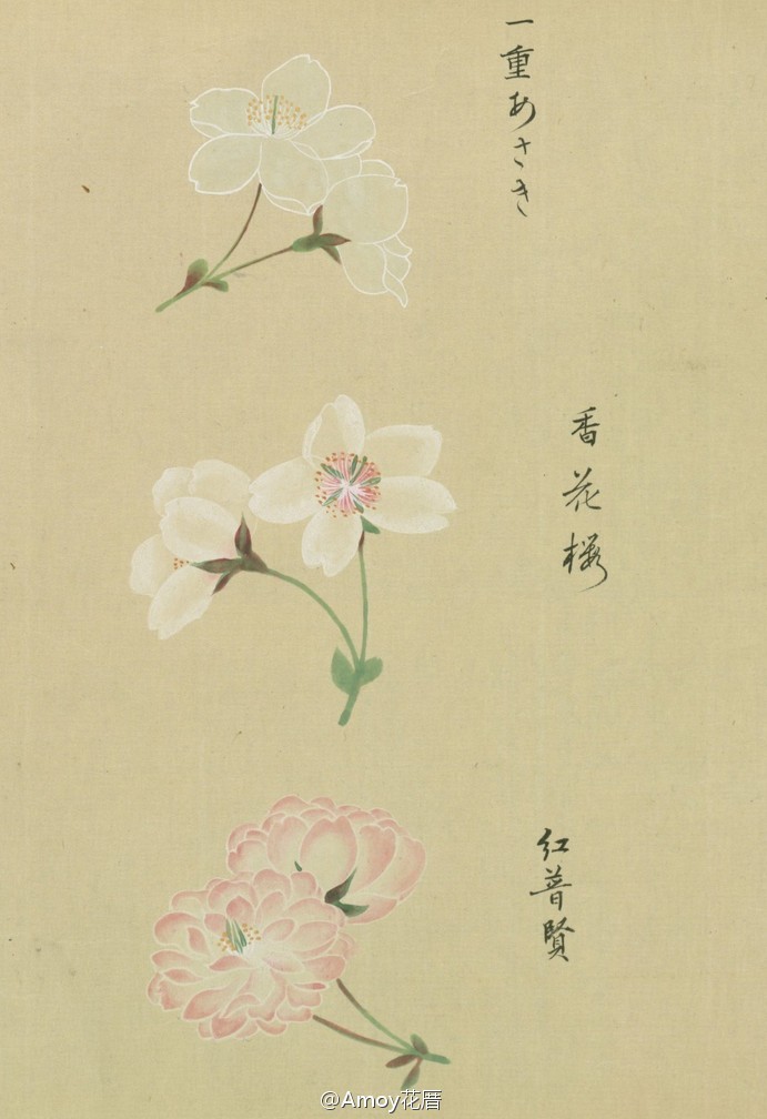 『[浴恩春秋両園]桜花譜』来自松平定信編?谷文晁原画 于1822年。是卷轴样式的樱花图谱，里面记录了约124种 不同类型的樱花，工笔的樱花图谱实在太美。图片来自日本国立国会图书馆的扫描件。