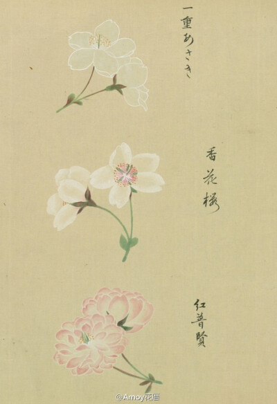 『[浴恩春秋両園]桜花譜』来自松平定信編?谷文晁原画 于1822年。是卷轴样式的?；ㄍ计?，里面记录了约124种 不同类型的?；ǎけ实挠；ㄍ计资翟谔馈Ｍ计醋匀毡竟⒐嵬际楣莸纳杓?。