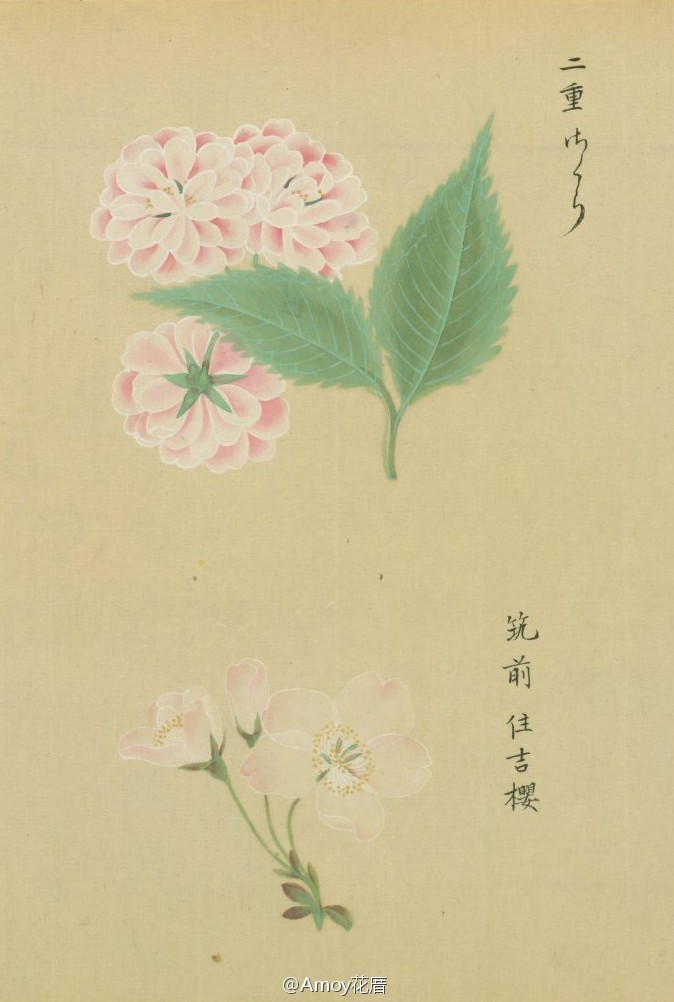 『[浴恩春秋両園]桜花譜』来自松平定信編?谷文晁原画 于1822年。是卷轴样式的?；ㄍ计?，里面记录了约124种 不同类型的樱花，工笔的?；ㄍ计资翟谔?。图片来自日本国立国会图书馆的扫描件。