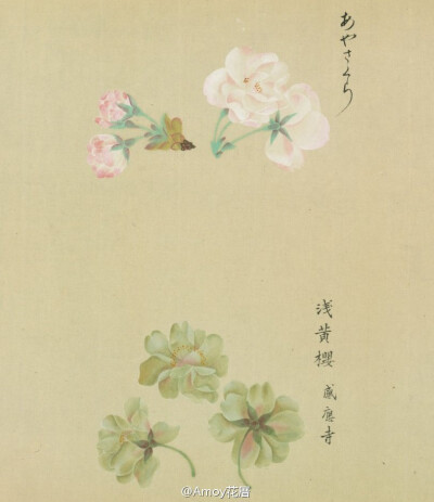『[浴恩春秋両園]桜花譜』来自松平定信編・谷文晁原画 于1822年。是卷轴样式的樱花图谱，里面记录了约124种 不同类型的樱花，工笔的樱花图谱实在太美。图片来自日本国立国会图书馆的扫描件。