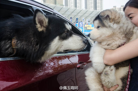 介只阿拉是世纪城狗狗们的老大，憨憨一副讨好的怂样儿。