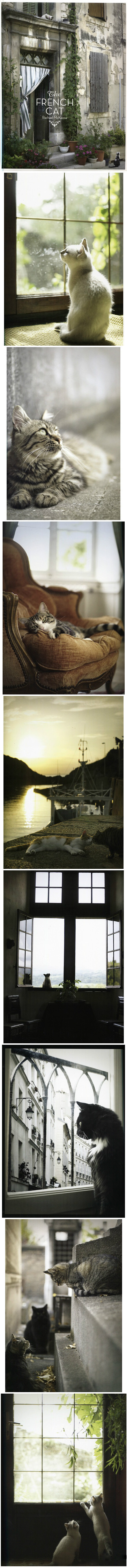 《The French Cat》，摄影师镜头下的法国的猫咪和景物构造出的世界，静谧而唯美。作者:Rachael McKenna