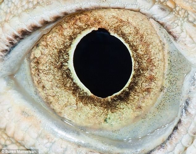 绿鬣蜥的眼睛十分特别，它们的眼睛可穿过茂密的森林寻找食物，可探测到不同波长的光