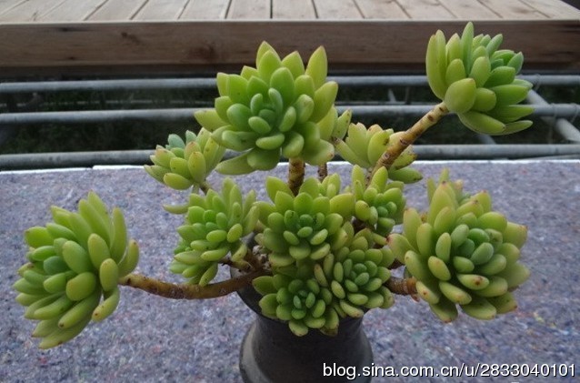 春萌Sedum 'Alice Evans'