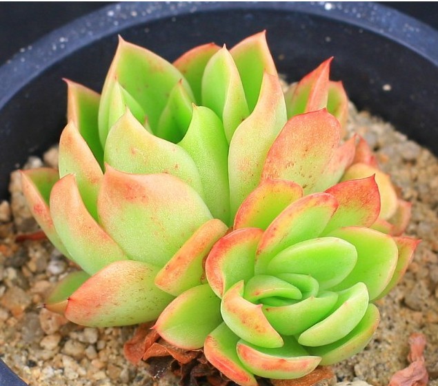 月影杂交  Echeveria agavoides sp