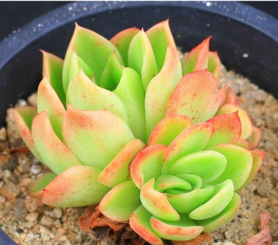 月影杂交  Echeveria agavoides sp