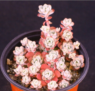 红霜 Sedum spathulifolium