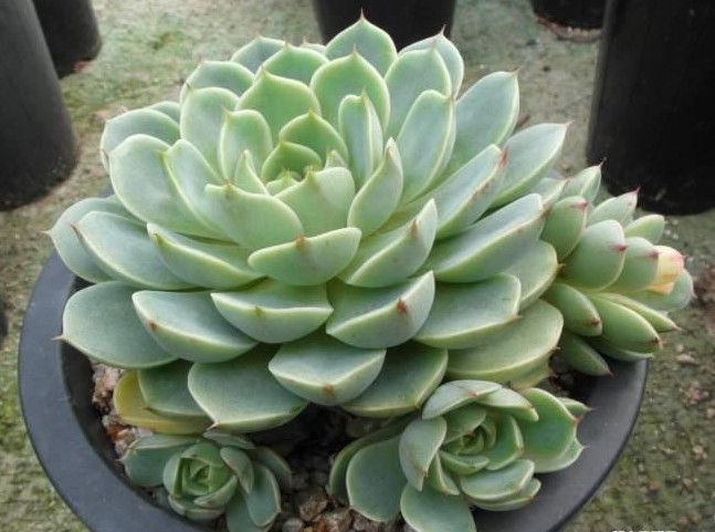 苯巴蒂斯  Echeveria Ben Badis