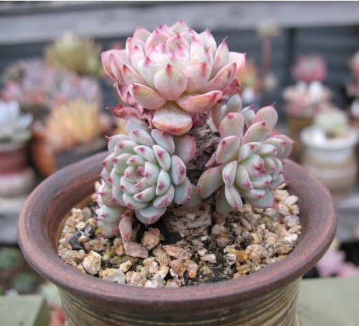 若桃??Echeveria blue minima