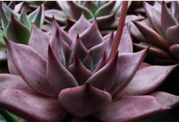 罗密欧  Echeveria agavoides Romeo