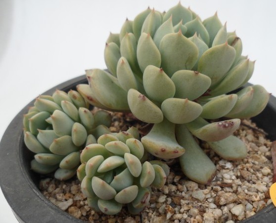 克拉拉  Echeveria clara