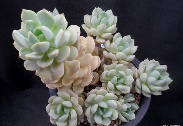 群月冠  Echeveria GUNGEKKAN