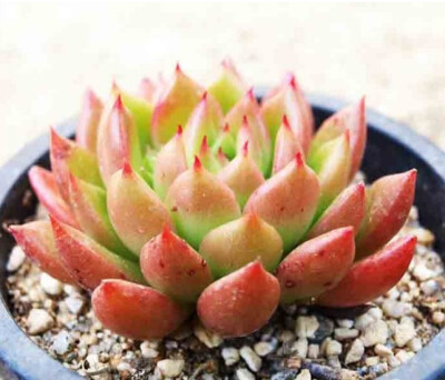 玉点  Echeveria agavoides Jade Point