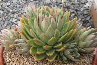 白蜡  Echeveria agavoides Wax