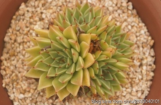 银后  Echeveria Silver Queen