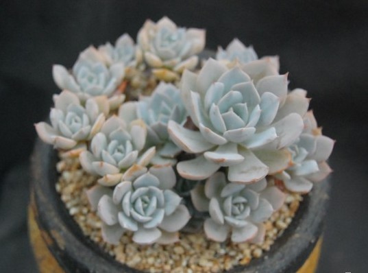 多明戈  Echeveria domingo