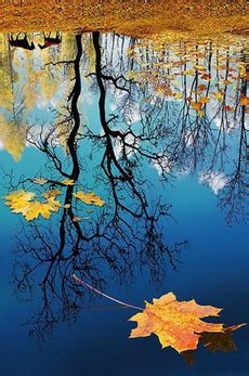 尚品居-落在湖里的树叶