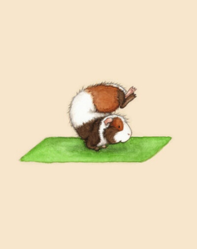 【练瑜伽的小豚鼠】哎呦~可爱死了！！！