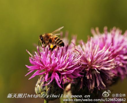 新疆昭苏县是伊犁河谷降水最充沛的地方，年降水量达到800多毫米，和我国淮河流域的降水量相当。草原最需要的也是水，加之昭苏县肥沃的黑钙土，因此，昭苏的大草原非常茂盛。各色花在草丛中烂漫，引得蝴蝶嗡嗡而来。2013年7月下旬摄于昭苏。