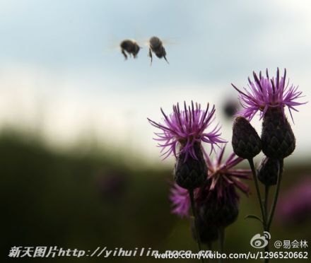 新疆昭苏县是伊犁河谷降水最充沛的地方，年降水量达到800多毫米，和我国淮河流域的降水量相当。草原最需要的也是水，加之昭苏县肥沃的黑钙土，因此，昭苏的大草原非常茂盛。各色花在草丛中烂漫，引得蝴蝶嗡嗡而来。2013年7月下旬摄于昭苏。