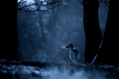 “迷”鹿。清冷色调。作者：Mark Bridger