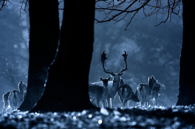 “迷”鹿。清冷色调。作者：Mark Bridger