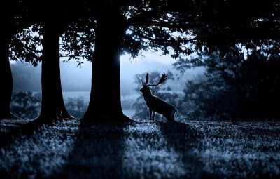 “迷”鹿。清冷色调。作者：Mark Bridger