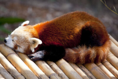 小熊猫（Red Panda），又名猫熊、红猫熊、火狐。
